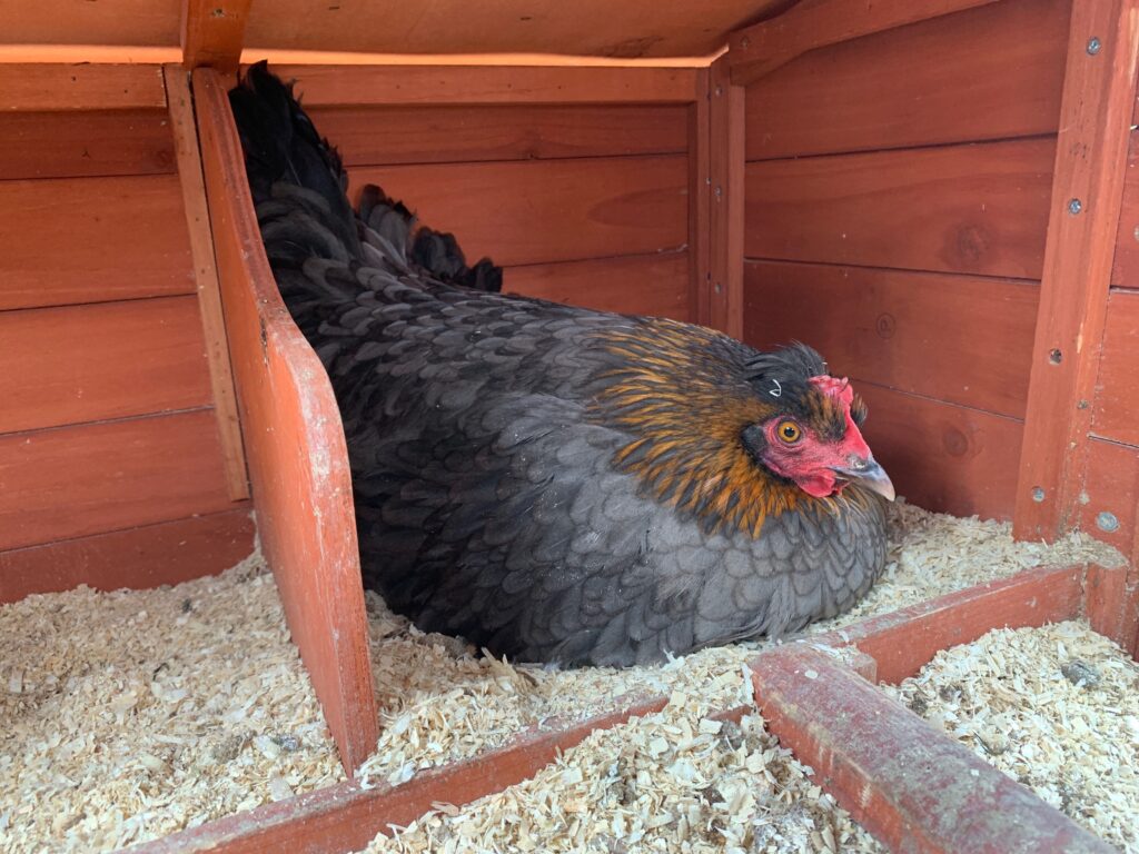 cranky chicken sitting in the hen house